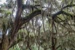 Mature live oak draped in Spanish moss
