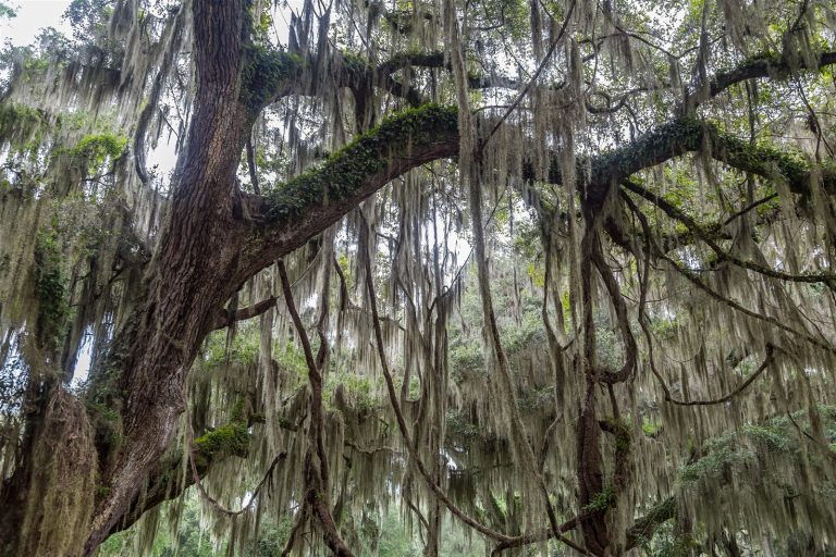 Mature live oak draped in Spanish moss
