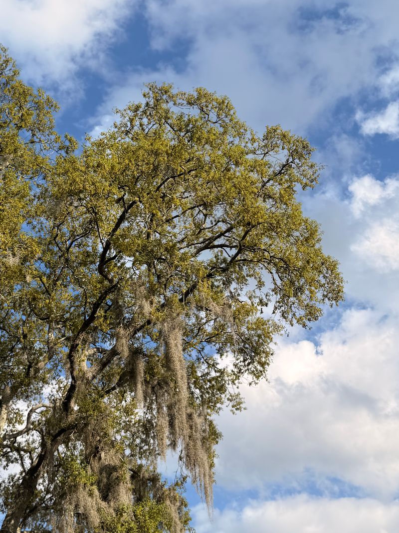 Live oak branches and Spanish moss against a blue sky