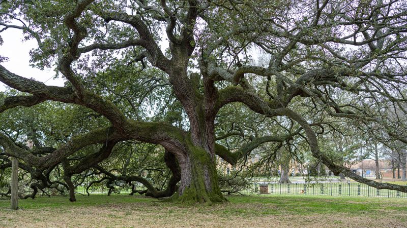Sprawling live oak with wide low branches in a park