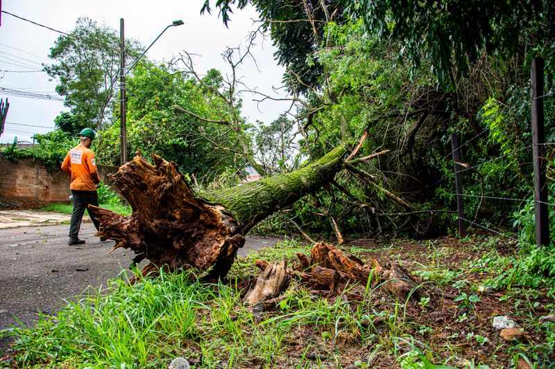 Worker clearing a fallen tree and exposed root ball from a street