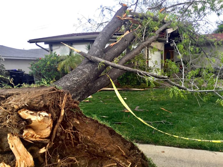 Large tree fallen onto a house roof with caution tape across the yard