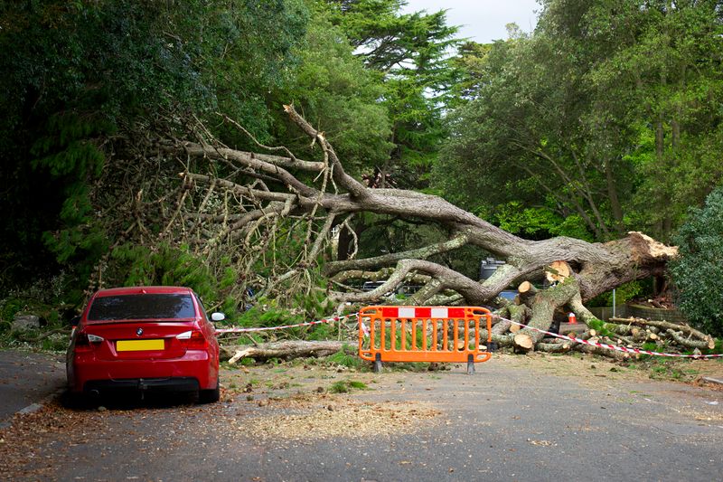 Large fallen tree blocking a residential road