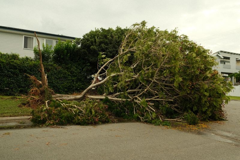 Uprooted tree across a street in front of houses