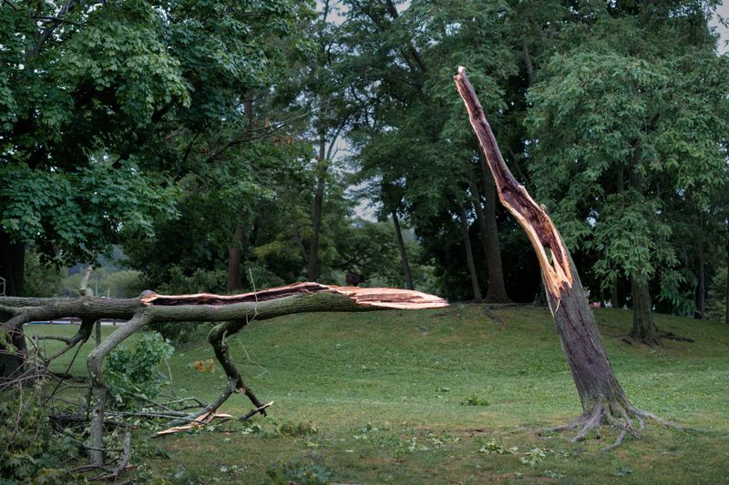 Tree split down the trunk after storm damage