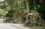 Fallen tree lying across a damaged wooden fence between properties