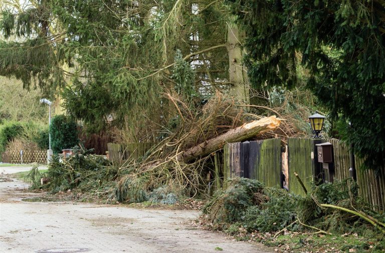 Fallen tree lying across a damaged wooden fence between properties