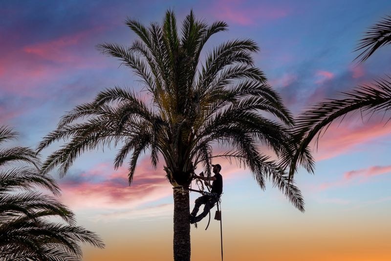 Climber working near the crown of a palm tree at dusk