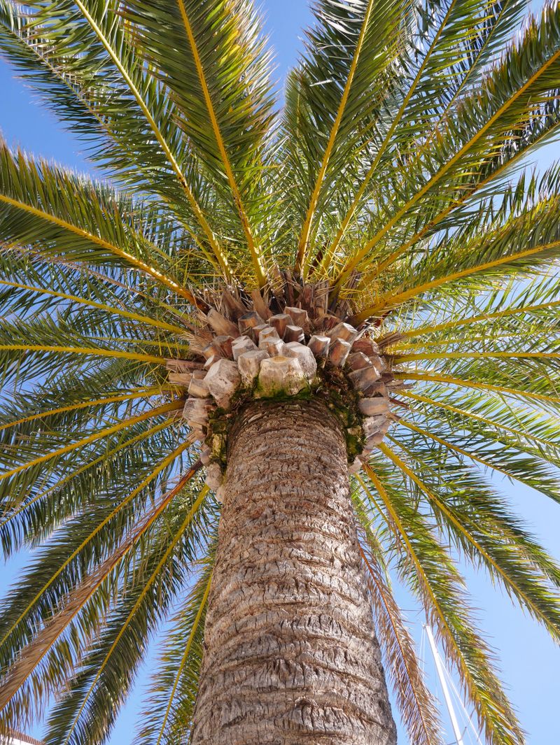 Palm crown seen from below showing frond attachment