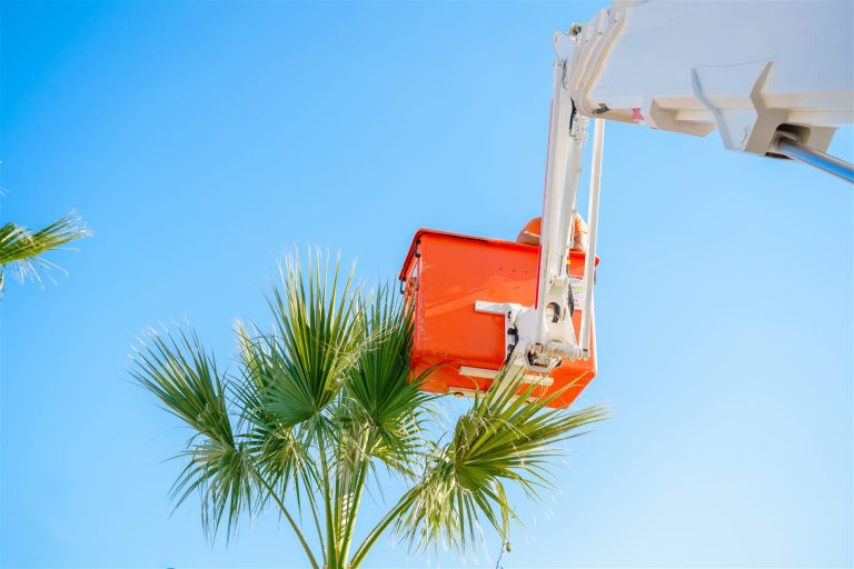 Tree care worker in an aerial lift servicing a palm tree