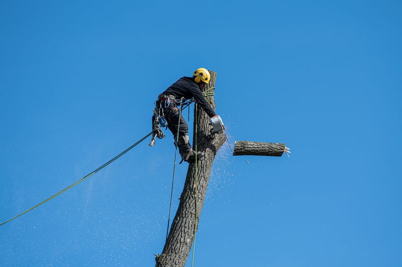 Roped arborist removing a section of trunk