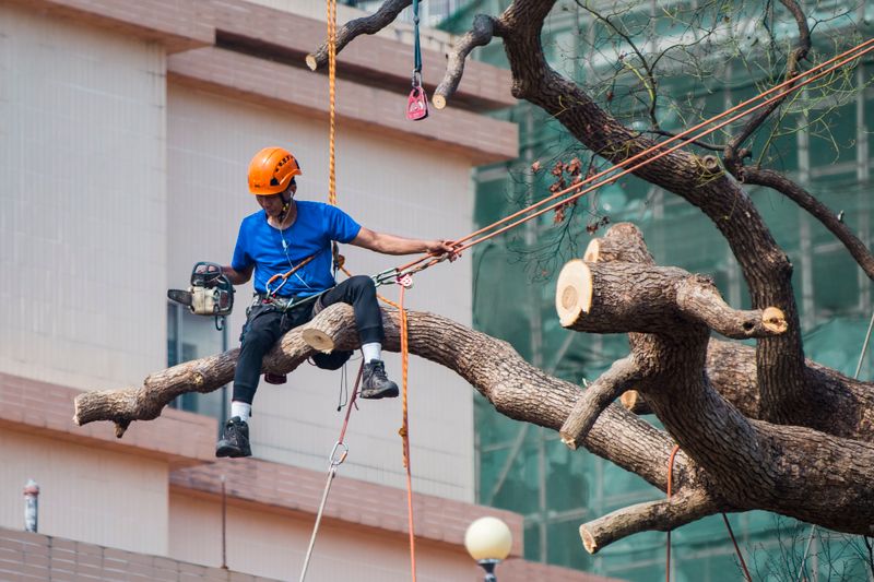 Arborist cutting limbs beside a commercial glass building