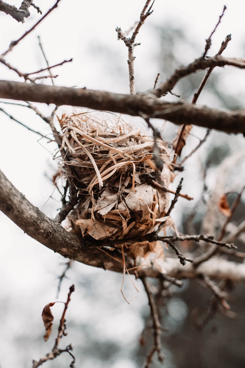 Empty bird nest resting in bare branches