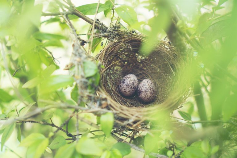 Bird nest holding two eggs among green leaves