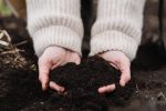 Hands holding rich dark soil