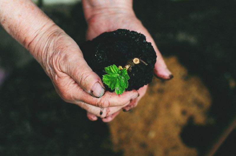 Hand holding dark soil with a small green seedling