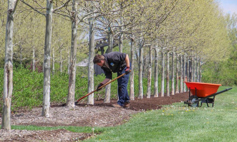 Worker raking mulch along a row of young trees