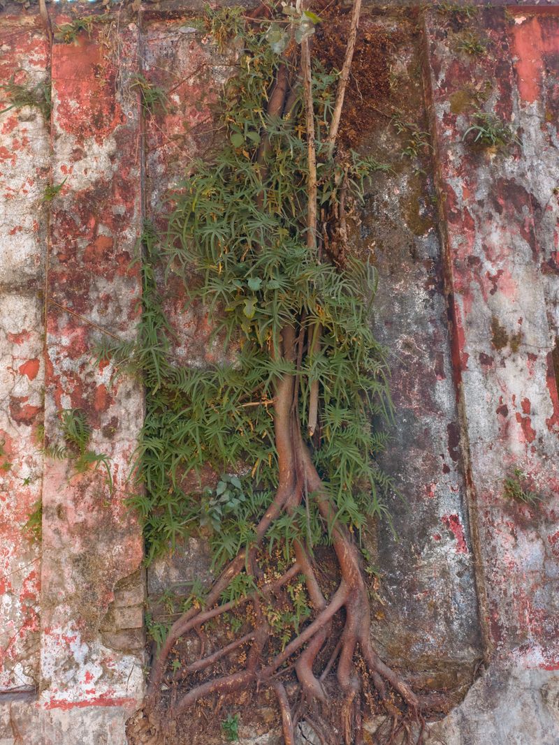 Tree roots forcing their way through an old masonry wall