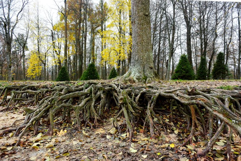 Wide surface roots spreading across the ground around a trunk