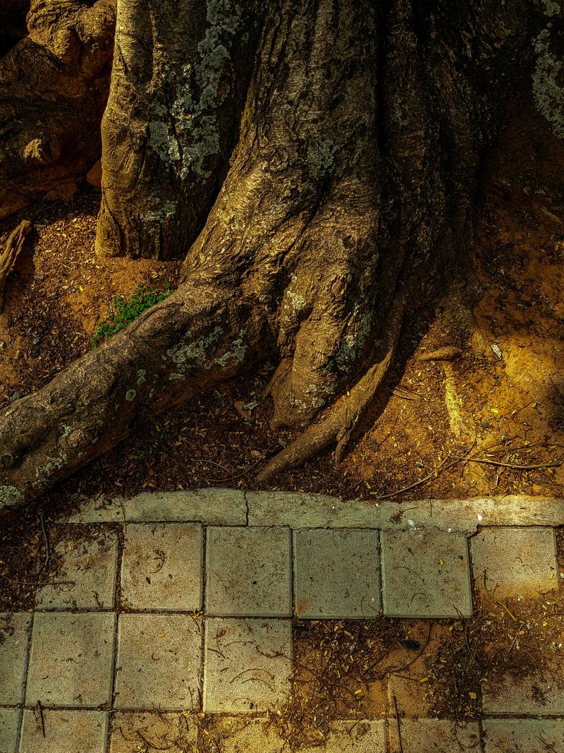 Tree roots lifting a paved brick surface