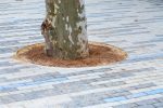 Tree growing in a mulch bed surrounded by stone pavement