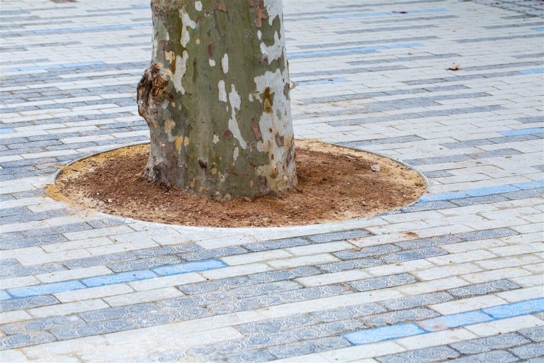 Tree growing in a mulch bed surrounded by stone pavement